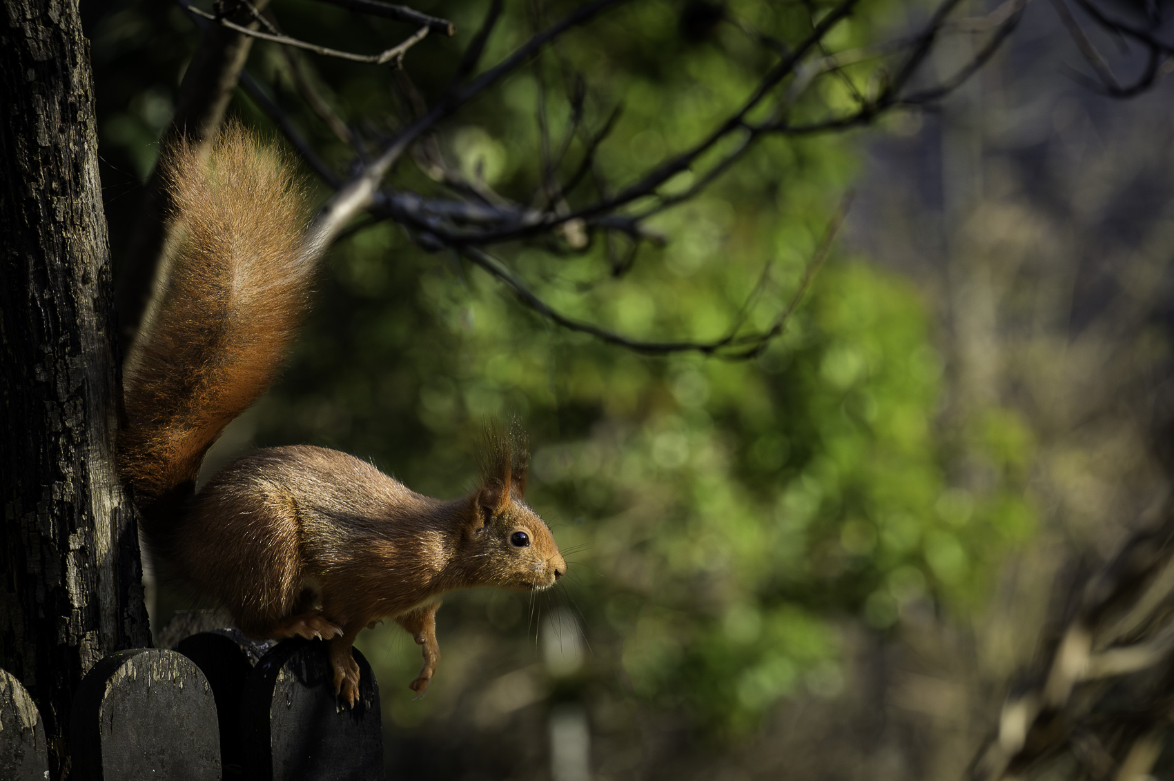 CDEBARRY_256866_16-01-2025